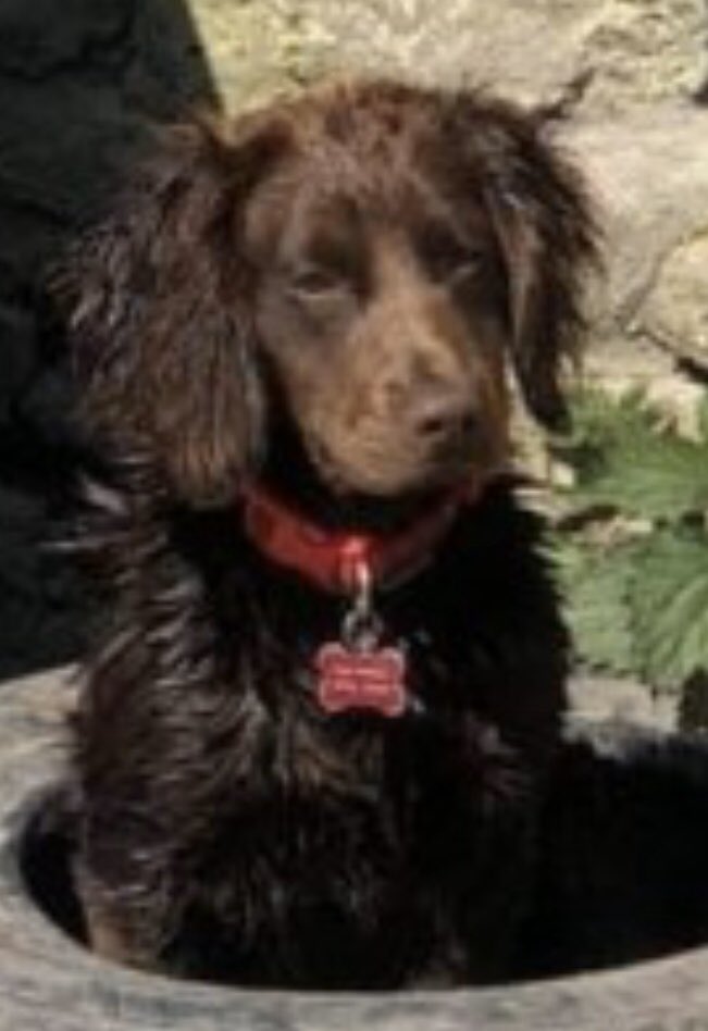 rosieDoc2's tweet photo. #DorsetCocker STOLEN young adult chocolate #Shaftesbury A NUMBER OF SUSPECTS VISITING FARMS IN AREA - #DorsetPolice are investigating HER OWNER IS DEVASTATED she was a #RescueDog &had settled in & so happy chipped&spayed #Dorset
https://t.co/cG70biLNEI
@KarenFi51820768 @bs2510 https://t.co/nbDlxNemqK