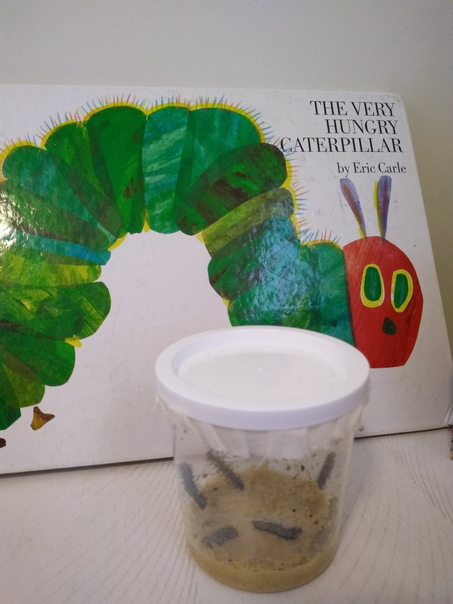 MrsBardensClass's tweet photo. Caterpillar fun for K1A! Hmm, how long till they turn into chrysalis? @SJP2CALowerMill @SJP2CA @CSOboston https://t.co/QibZ5wBNz7