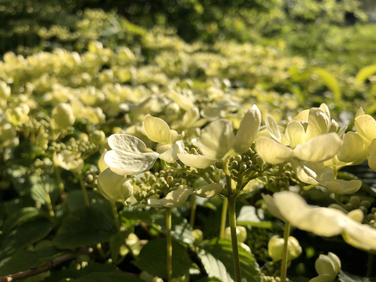jmooney501's tweet photo. Vibernum Plicatum Mariesii...coming into her own. 

The creamy lime colour is just heavenly in this light #gardening #foxlodge #vibernum https://t.co/SmN4Hy6BLC