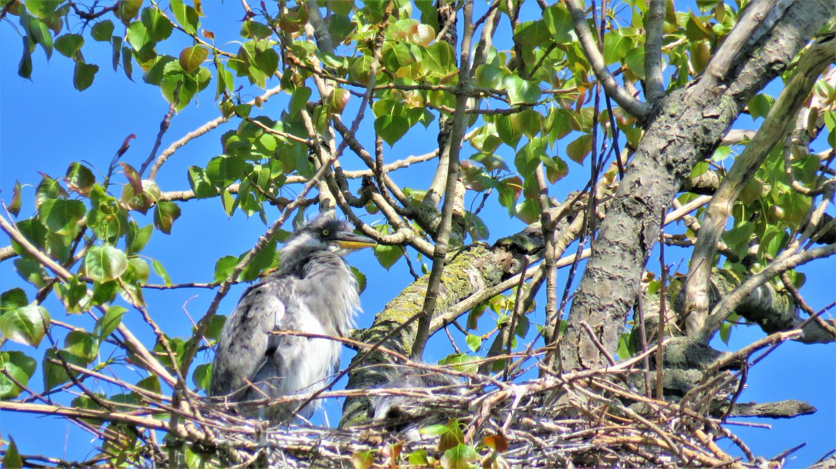 inja5248's tweet photo. vanmiddag ook even naar de #Breul bij #Echt gefietst
om te kijken hoe het met de blauwe #reigers gaat...'n paar nesten zijn alweer leeg, hopelijk uitgevlogen 🍀
@Sovon @VroegeVogels @vogelnieuws @waarneming https://t.co/pc2Gt39TsS