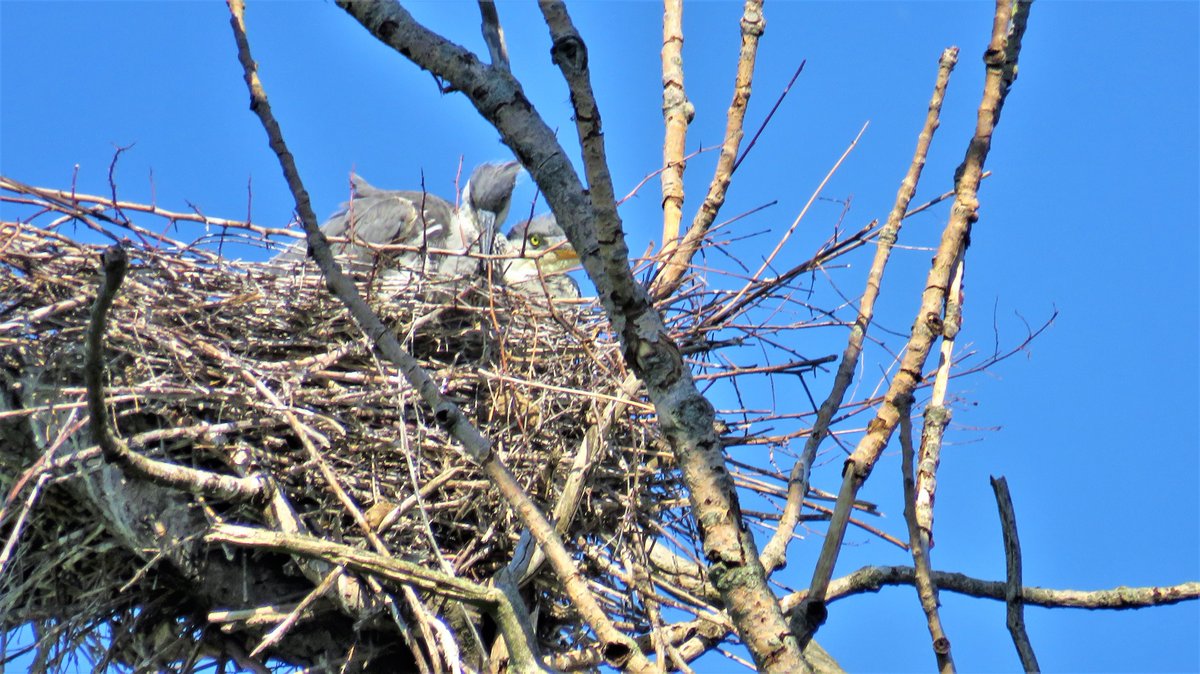 inja5248's tweet photo. vanmiddag ook even naar de #Breul bij #Echt gefietst
om te kijken hoe het met de blauwe #reigers gaat...'n paar nesten zijn alweer leeg, hopelijk uitgevlogen 🍀
@Sovon @VroegeVogels @vogelnieuws @waarneming https://t.co/pc2Gt39TsS