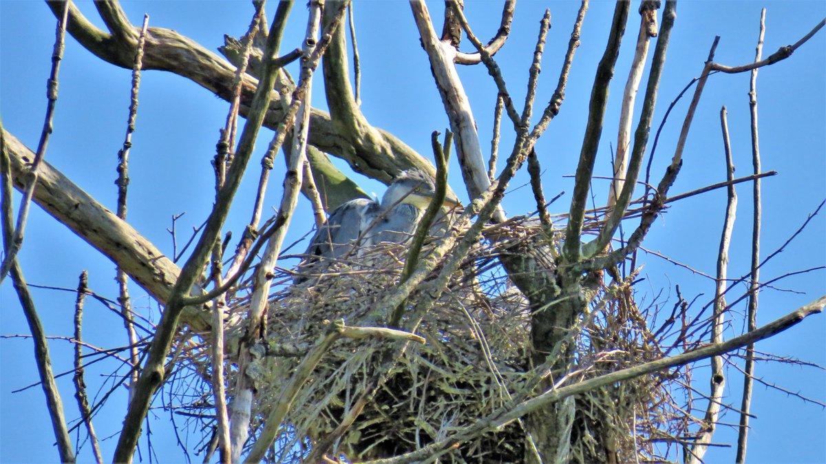 inja5248's tweet photo. blauwe #reigernesten in de #Breul bij #Echt 
op foto 3 zag ik er eentje als een spionnetje kijken (zie pijl foto 4) 😉
@Sovon @VroegeVogels @vogelnieuws https://t.co/IDTTjxJgR4