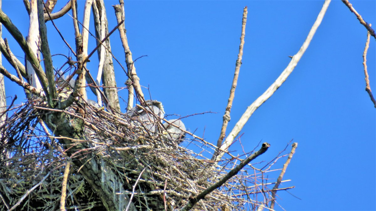 inja5248's tweet photo. blauwe #reigernesten in de #Breul bij #Echt 
op foto 3 zag ik er eentje als een spionnetje kijken (zie pijl foto 4) 😉
@Sovon @VroegeVogels @vogelnieuws https://t.co/IDTTjxJgR4