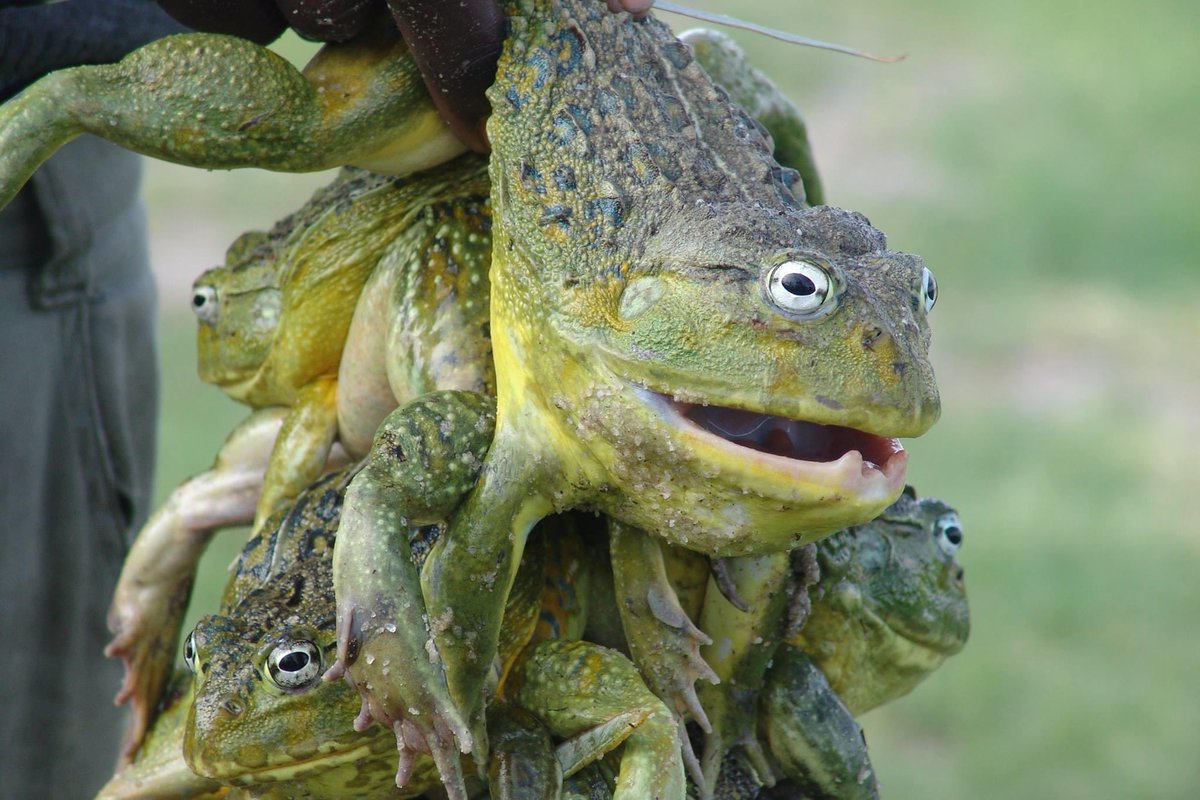 In Namibia, African Bullfrogs are eaten as a delicacy and are known as omafuma. The frogs have poison inside them, and eating them when they are improperly cooked or before they are mature can cause kidney failure.