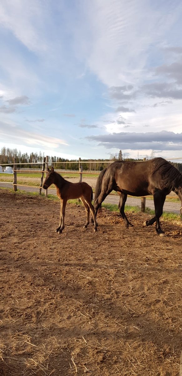 Brillantissime-Cameo Credit orivarsa