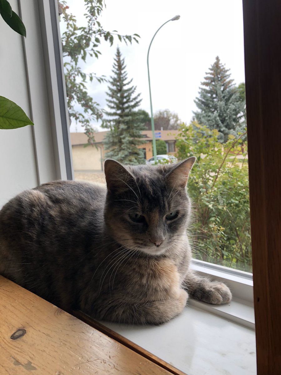 misstraby's tweet photo. My furry friends are getting unheard of amounts of treats for staying out of trouble during distance learning and Google meets💕 #VirtualSpiritWeek @RoseComSchool @RegPublicSchool https://t.co/GqUwXQAn8w