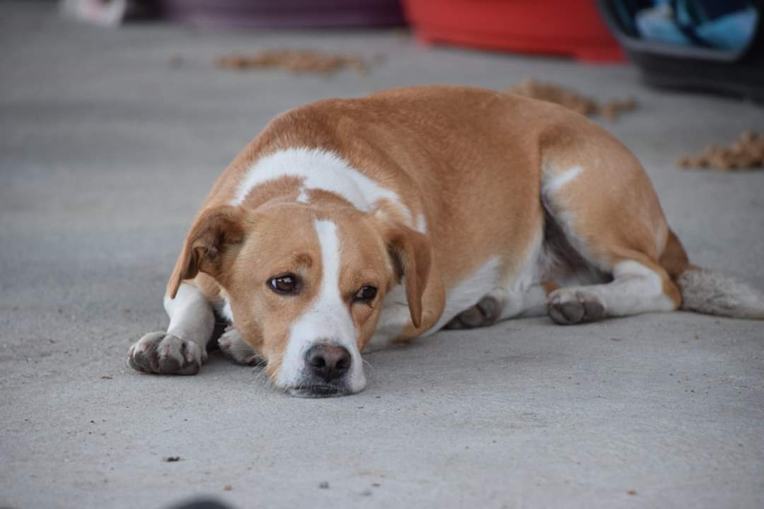 eugenia2068's tweet photo. Chester,Carmen,Daryl..estan esperando un hogar..Adopta: @LASAnimal escribir: adopcion.lasanimal@gmail.com https://t.co/2TIHnMxeVv