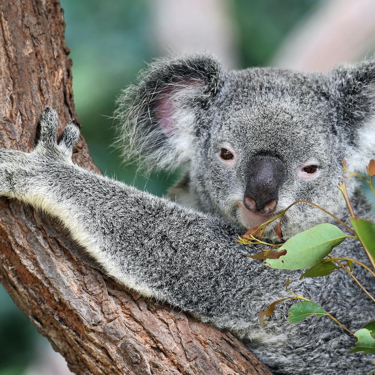 planborealis's tweet photo. Cada vez falta menos para poder viajar a todos esos increíbles lugares
#australia #sidney 🐨 #amoviajar❤️ #conoceelmundo #Australia https://t.co/xbXQpHuwAE