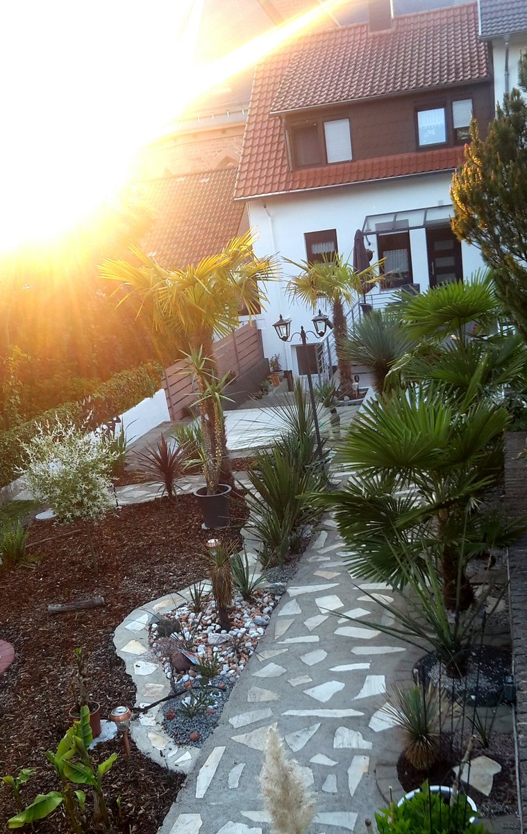 BUSCHU_BUSCHU's tweet photo. #Sonnenuntergang in #stingbert #saarland #trachycarpus #yuccarostrata #dasylirion #filamentosa #faxoniana #gloriosa #Kurzarbeit https://t.co/apva8Z1vlg