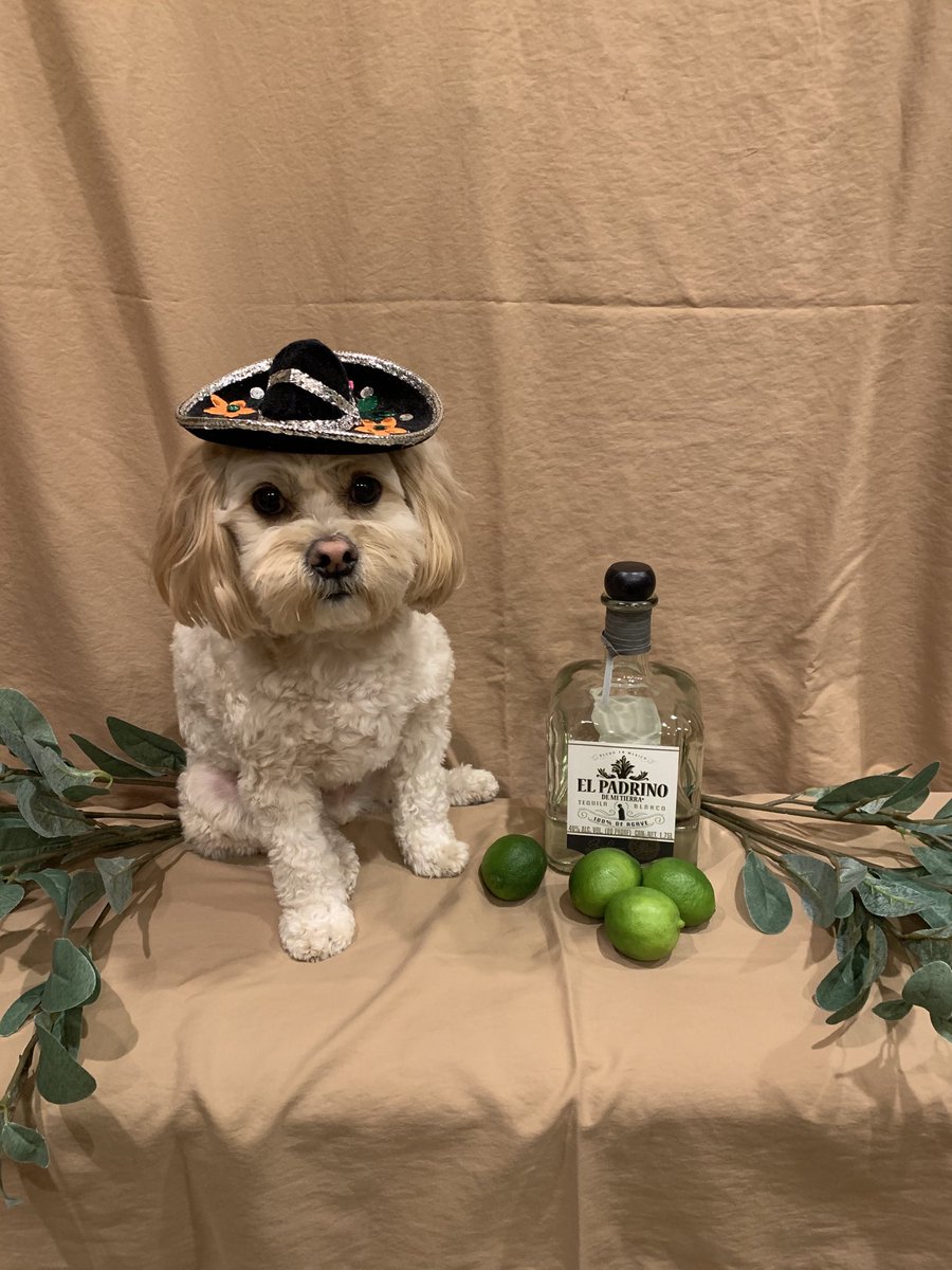 NorberttheDog's tweet photo. Happy belated Cinco de Mayo... #NorberttheDog https://t.co/VdybVM9nMm