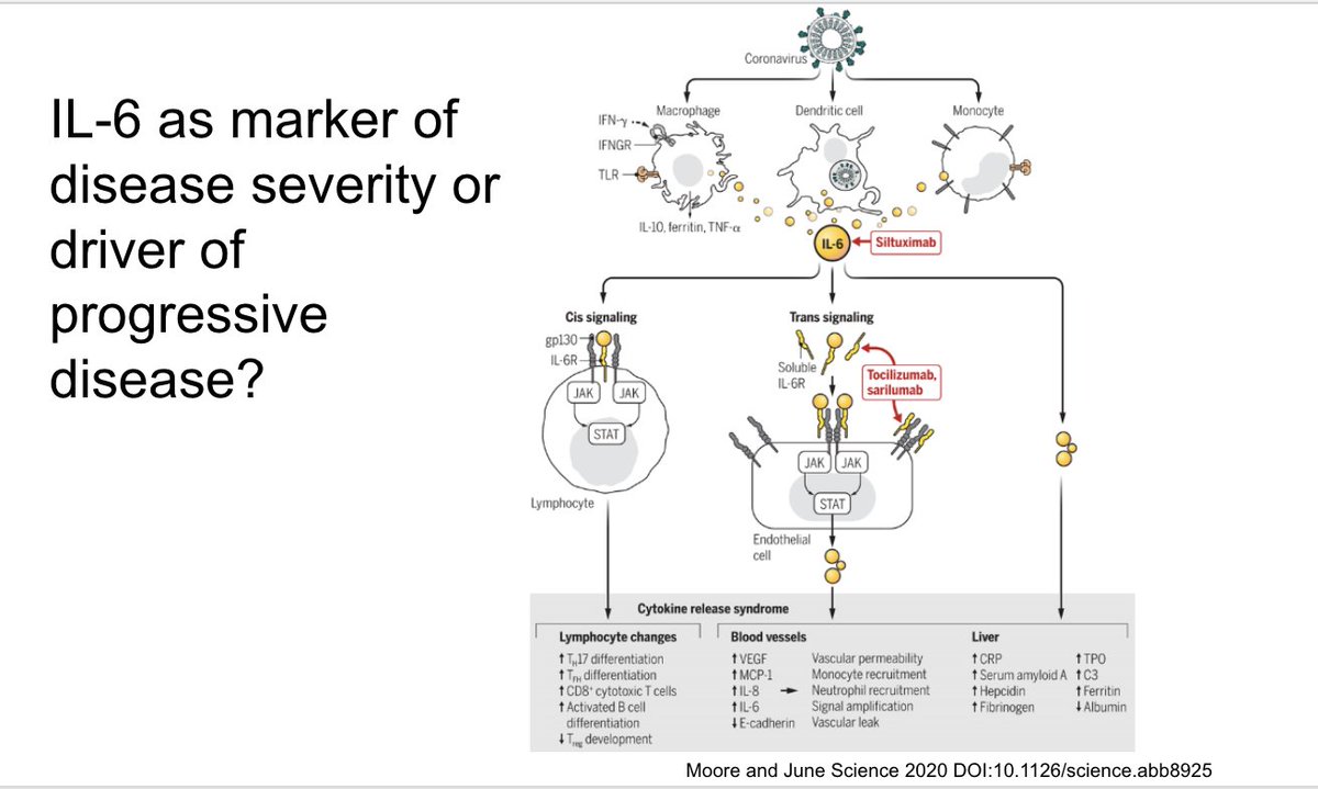 A critical question is whether IL-6 is a marker of disease severity or an actual driver of progressive disease. This nice review from Science compares the pathophysiology of cytokine release syndrome seen after CAR-T cell therapy to the hyperinflammatory state in COVID-19