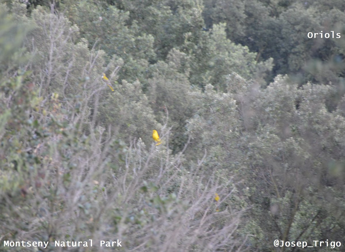 Josep_Trigo's tweet photo. ELS AFECCIONATS A L'#ORNITOLOGIA TENIM AL #MONTSENY una font fantàstica d'ocells meravellosos. Des del #tudons (columba palumbus), els #oriols (Oriolus Oriolus) o les #cardeneres (carduelis carduelis). 

La seva gran passió? Ben senzilla: els brots tendres de la fulla d'alzina! https://t.co/sqdSQfSweu