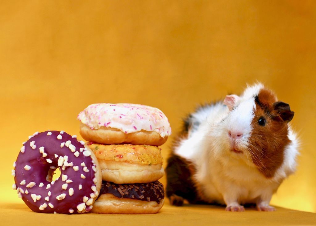 Happy No Diet Day! 🍩🍭🍫🍪
It’s one of my favorite days. Eat snacks, and donut worry 🥳😜

#HappyNoDietDay #NoDietDay #foodislife #food #donut #snack #guineapig #pet