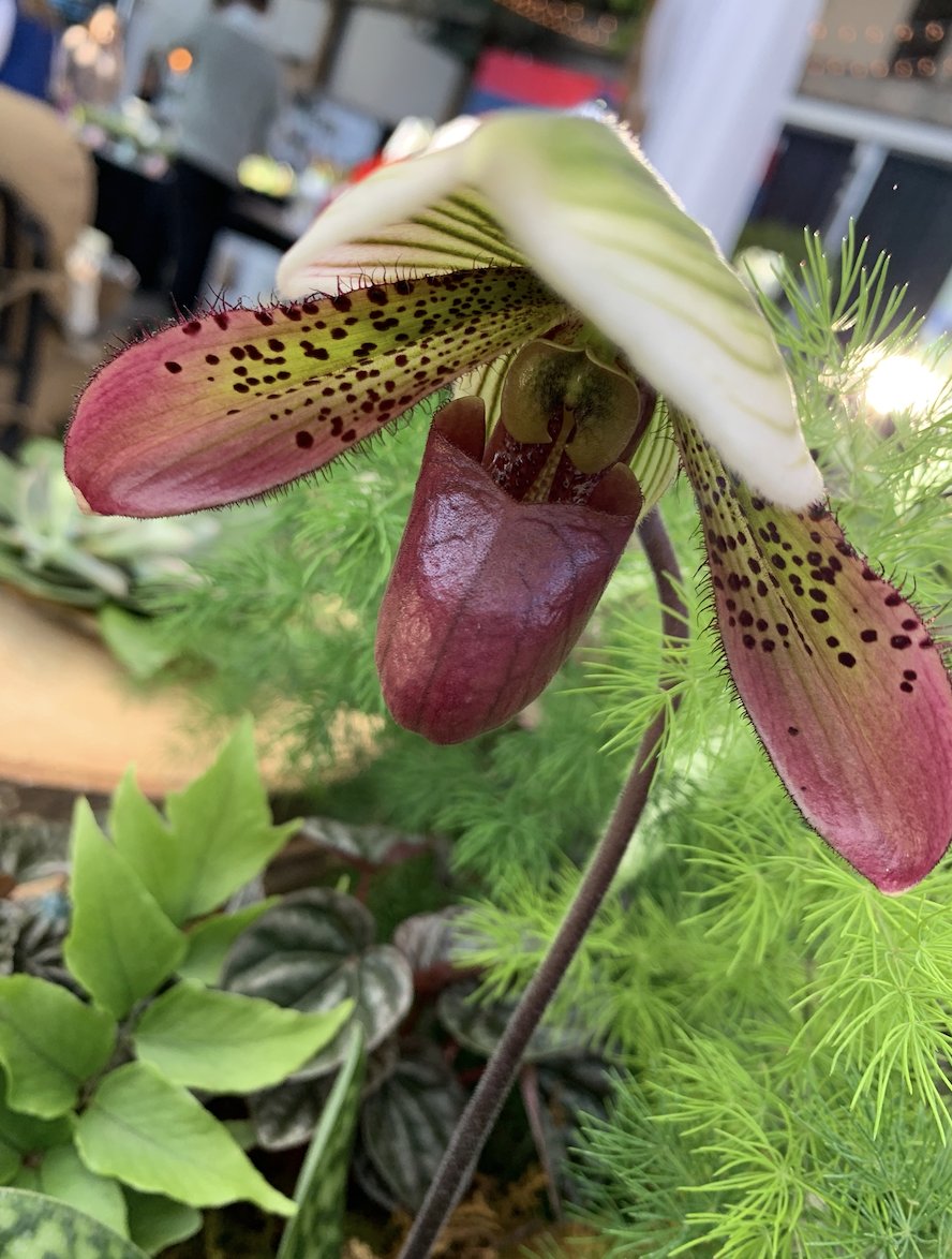 Did you know that plants such as the #LadySlipperOrchid can help reduce stress?! Thanks to our friends at <a href="/CityscapesInc1/">Cityscapes</a> for the fun fact and #biophilic photo! #LiveWellLiveInspired #PowerOfPlants #NoStress #Utopia