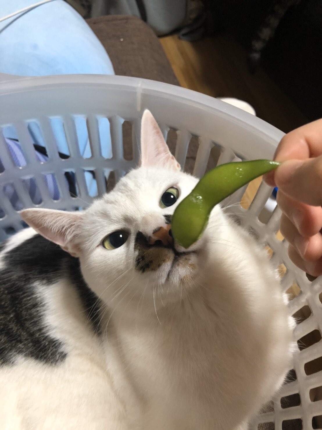 تويتر 匂い嗅ぐ猫 بحث في تويتر