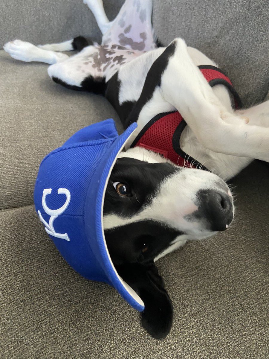 Royals's tweet image. Thanks for all the very good photos!

#NationalPetWeek // #PetsAddLife