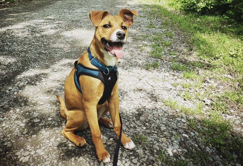 Royals's tweet image. Thanks for all the very good photos!

#NationalPetWeek // #PetsAddLife
