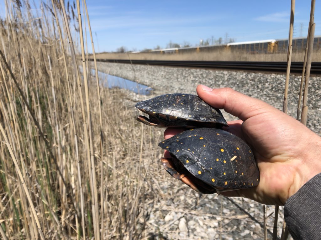 Two female spotted turtles (Clemmys guttata) inhabiting a degraded wetland adjacent to a railroad in Northwest Indiana. A result of our isolated natural areas in the midst of intense human land-use. 
#clemmysguttata #turtles #indianawildlife