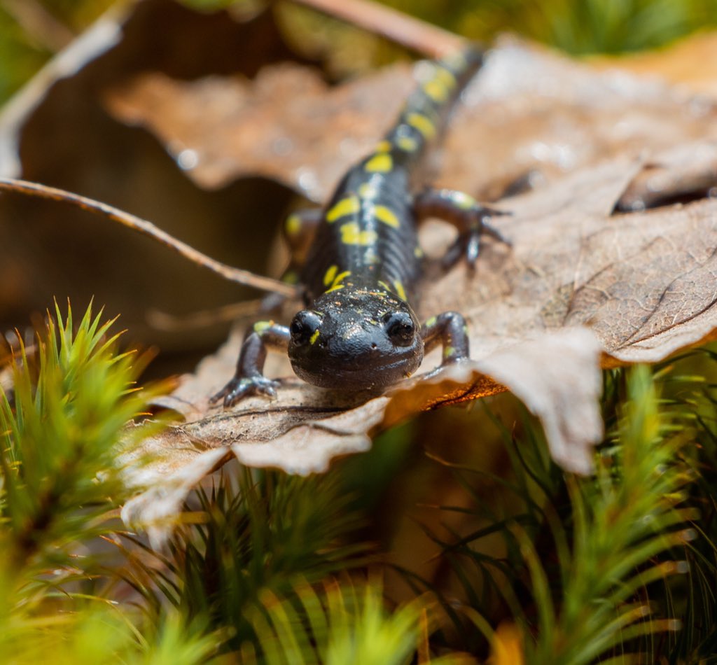 MacphersonAlexa's tweet photo. Found this spotted salamander the other day and was lucky to get a few shots of him. Did you know spotted salamanders can live up to 30 YEARS in the wild?! https://t.co/ScMRBN7CAq