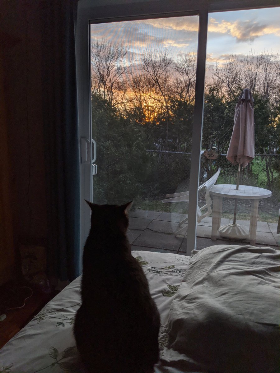 sunset cat 