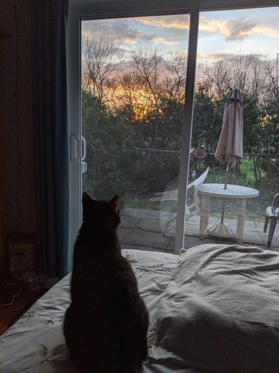 sunset cat 