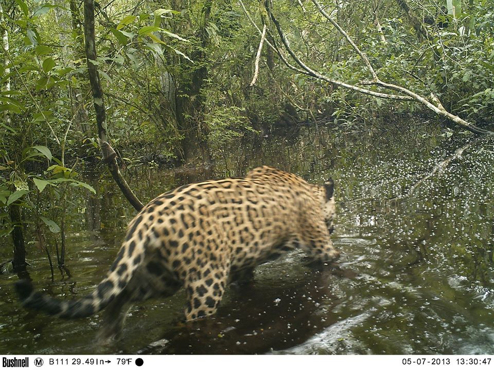 Lizduquesa's tweet photo. Jaguar (Panthera onca) en cámara trampa, también habitan en el bosque de Caparo, Barinas. Localmente los campesinos le dicen tigre. Especie en peligro de extinción
Foto de: investigadores del IVIC en Caparo
#BiodiversidaddeCaparo #cameratrap #fototrampeo #trapcam #camaratrampa https://t.co/kEeKm8UipA