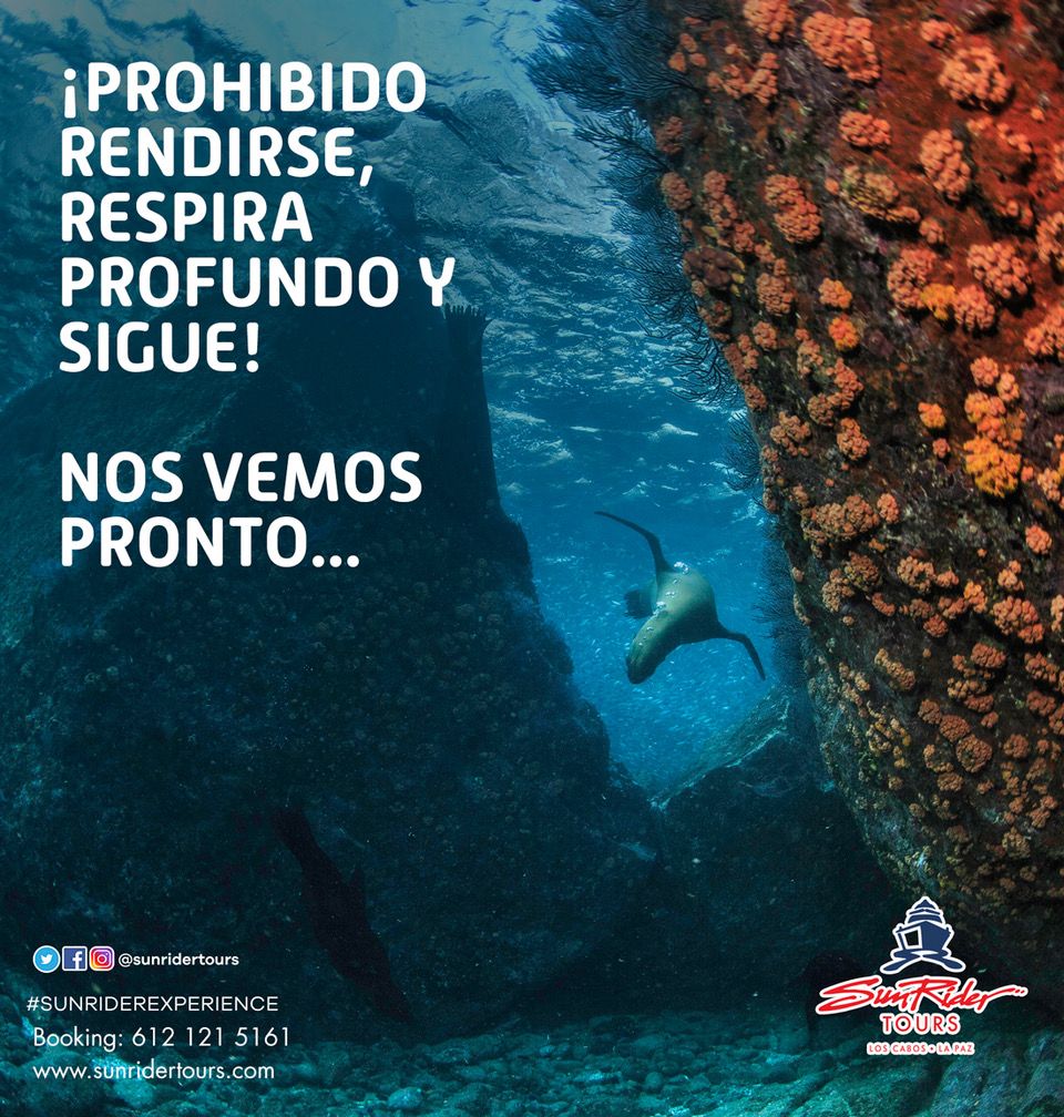 Sunridertours's tweet photo. Los Esperamos! 🌊
#sunriderexperience #visitmexico #visitbaja #purelapaz #livelapaz #vacation #destination #travel #summer https://t.co/n9sms0xzMl