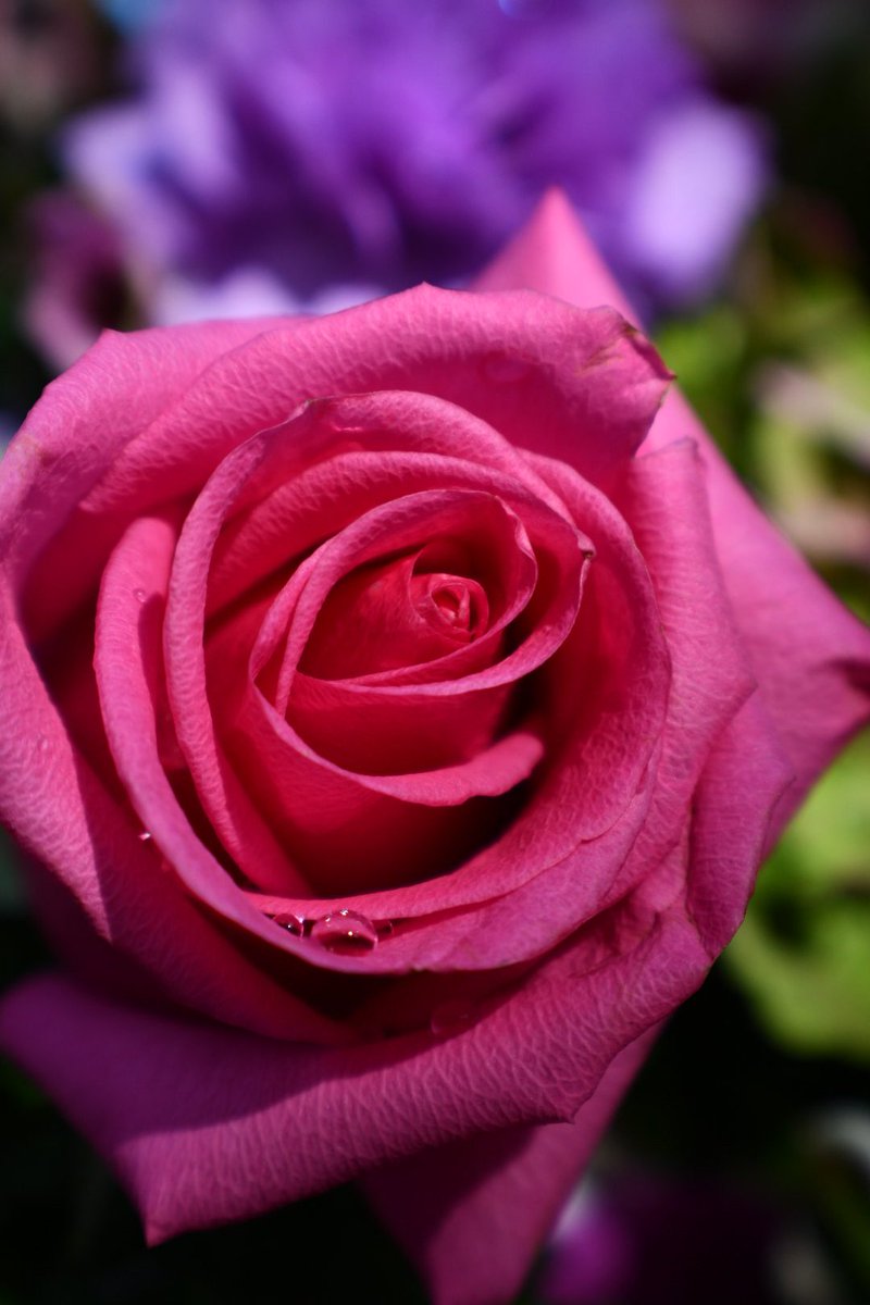 choczgurl's tweet photo. #pinkrose #flowerphotography #realmedgevisuals https://t.co/X6ztS5BLnK