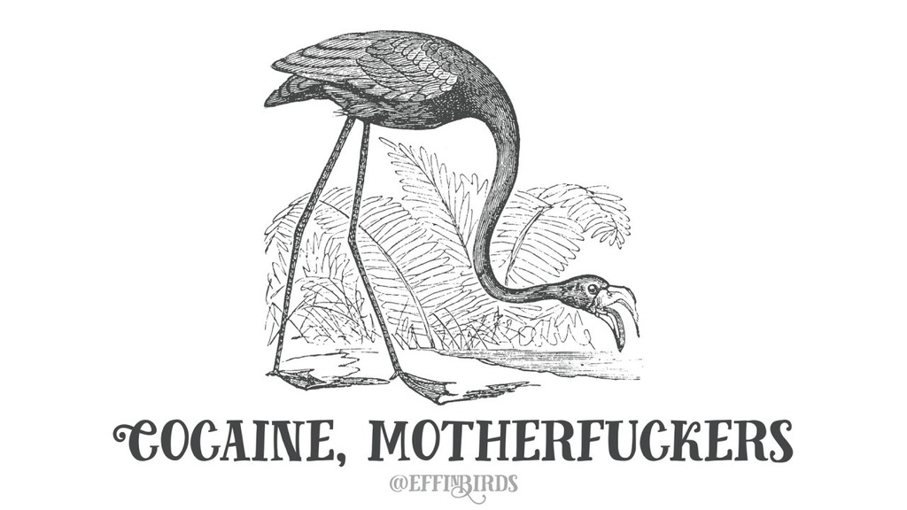 EffinBirds's tweet photo. https://t.co/gsv2xgzMun