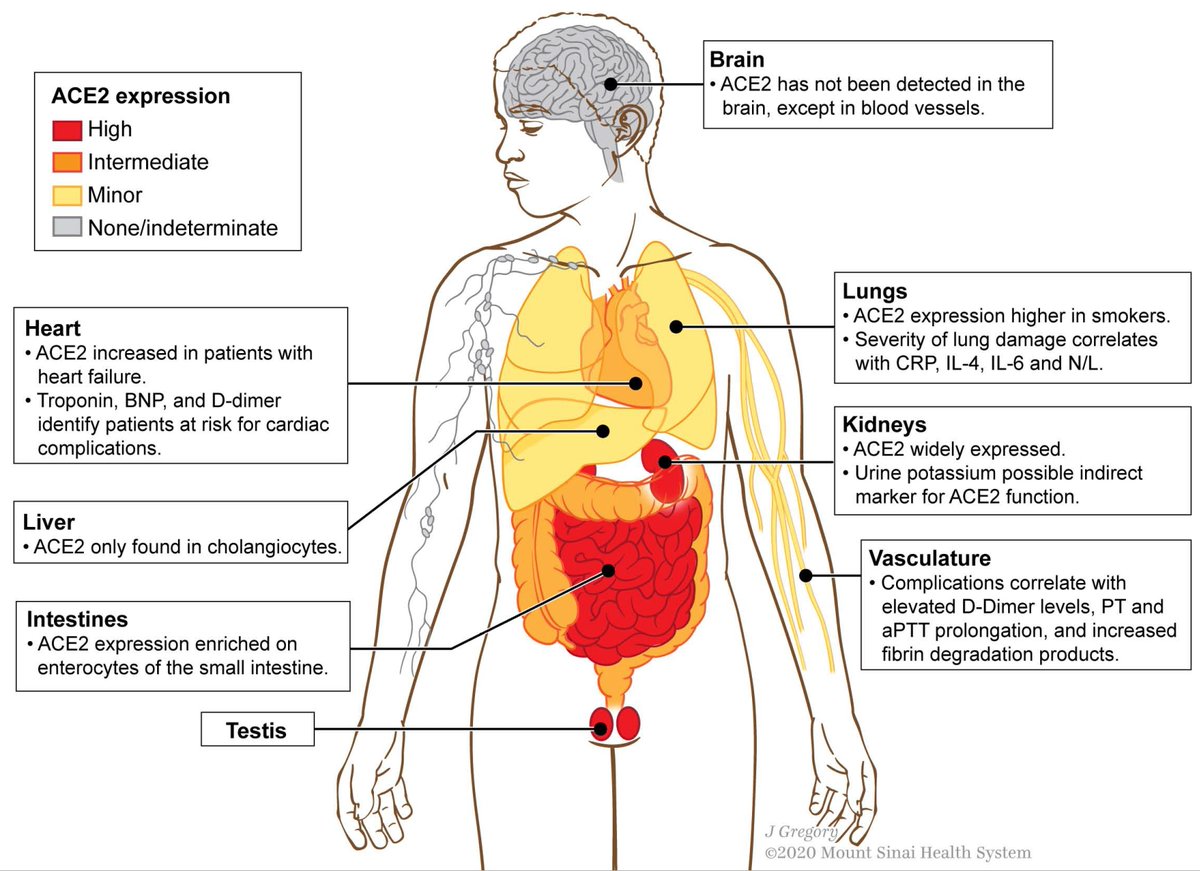 EricTopol's tweet photo. Looking for a review of everything we know (and don't know) about the immunology of #COVID19?
Here it is:
https://t.co/lso6oflr3d @ImmunityCP 
it's impressive!
by @neoviral @SinaiImmunol and team 🙏 https://t.co/hXhO5xHNy9