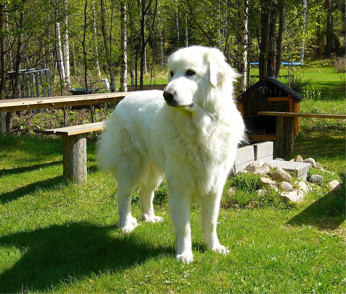 Tall doggo.