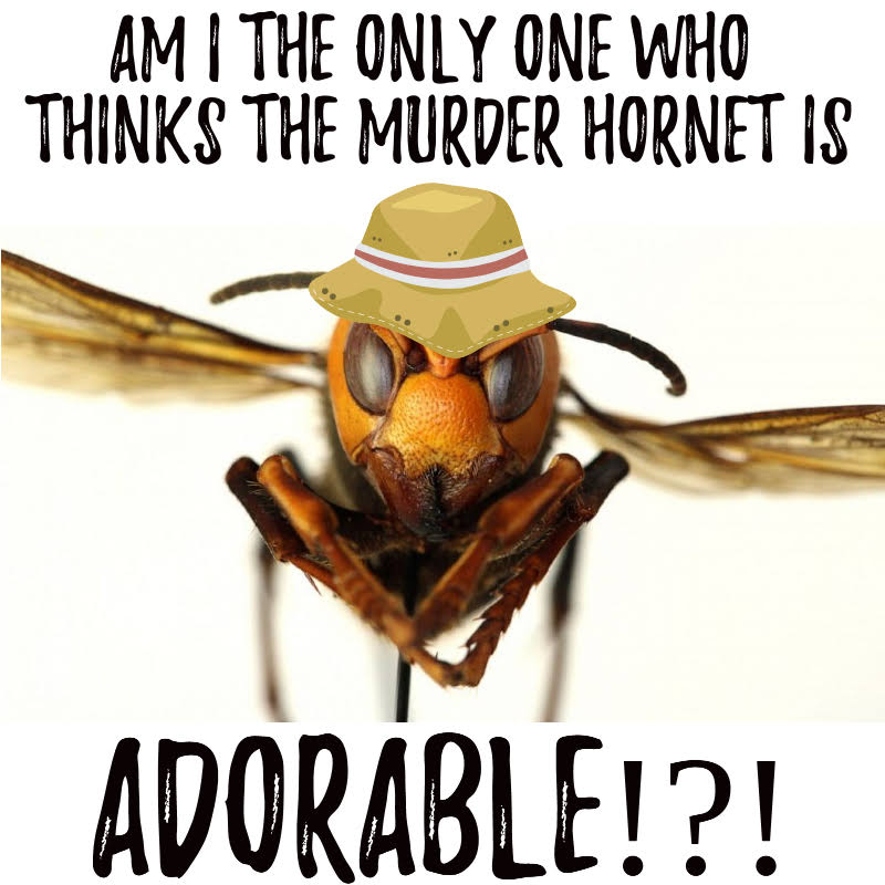 SarahBMulligan's tweet photo. #murderhornets #hornets🐝 #cutelittleguy #sohandsome😍 #abugslife #hesnotsobad #looksfriendlyenough #seemscool https://t.co/hvmQU9ZBZb