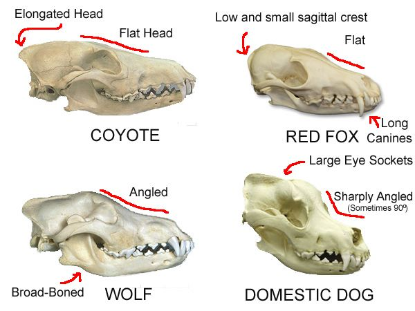 Y A R A يارا Hectic Skeleton Firawle When It Comes To Canid Skulls It S Not Super Easy And Usually Has To Do With Size Angles Of Skull