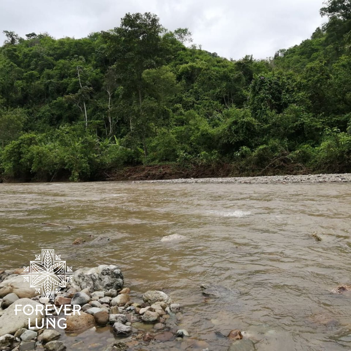 4everlung's tweet photo. Members of the Forever Lung team and the Matapalo community on their way to the forest in search of new experiences and knowledge of #vegetableivory
Due to winter, this time we had to cross the river to get there. It was great! 🌿 https://t.co/cFqGVYTg5M