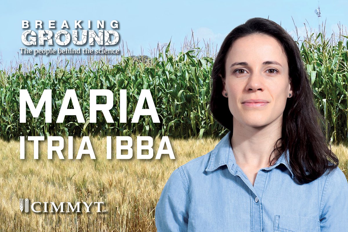 CIMMYT's tweet image. “Wheat quality is becoming more and more important.”

Read about the work of Maria Itria Ibba, head of CIMMYT’s Wheat Chemistry and Quality Laboratory: bit.ly/2WBh7vt

@CGIAR #CGIARWheat