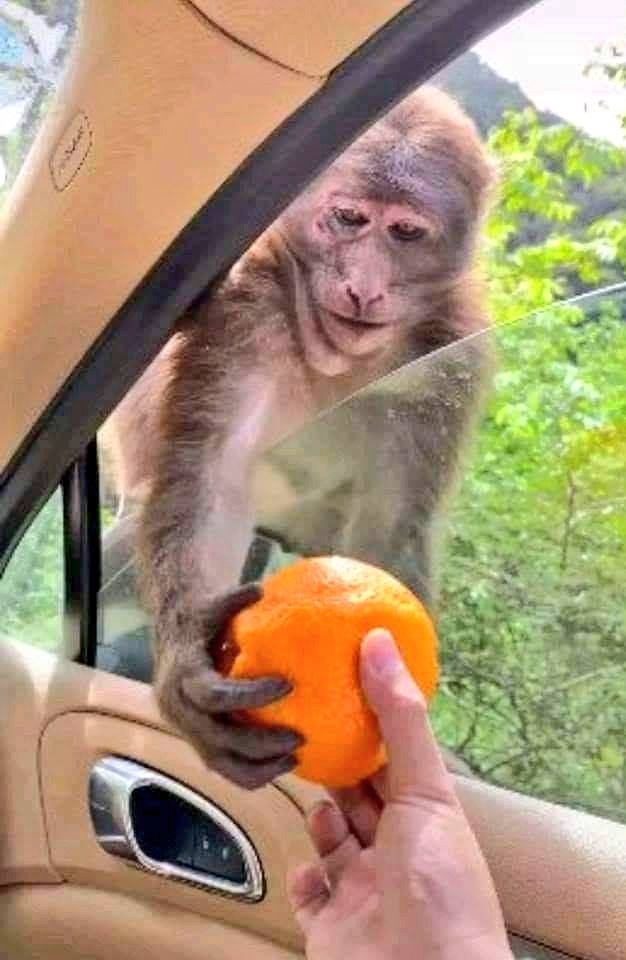 abhinayy12_'s tweet image. ऐसी हंसी तो पैसे से भी नहीं मिलेगी' 🤗
Help these innocent animals along with humans because there is no one to love them other than nature
#CuteMonkey  #Smile
