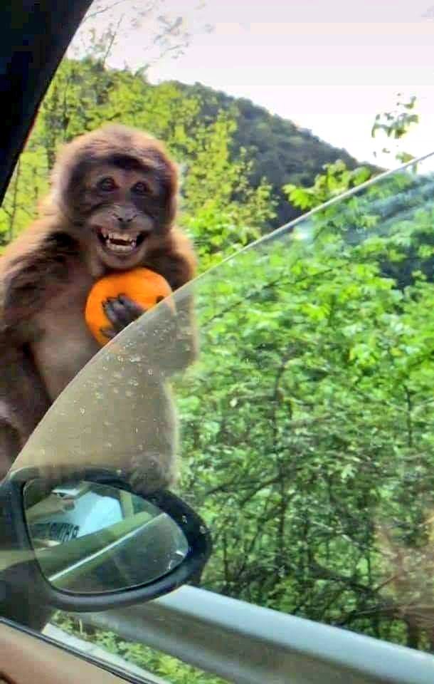 abhinayy12_'s tweet image. ऐसी हंसी तो पैसे से भी नहीं मिलेगी' 🤗
Help these innocent animals along with humans because there is no one to love them other than nature
#CuteMonkey  #Smile