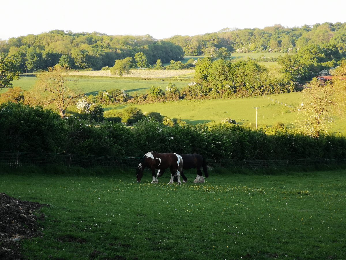 Lollyhancock198's tweet photo. A few from a cracking walk this evening #Dorset #Countryside #walking #nature https://t.co/CfTXmxks7h