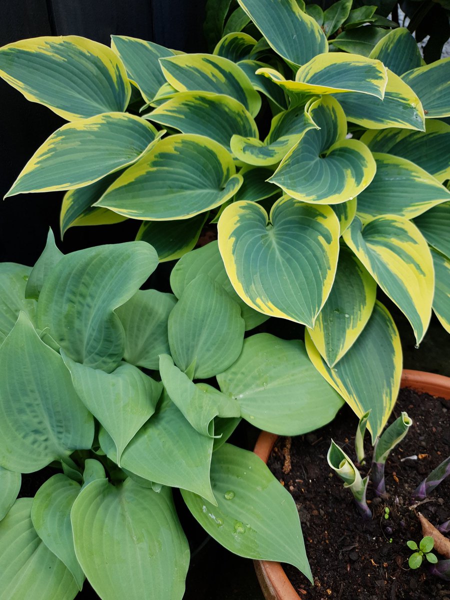 PelinaMoon's tweet photo. Beautiful hosts 🥰 #hostas https://t.co/5JsSifVgT4