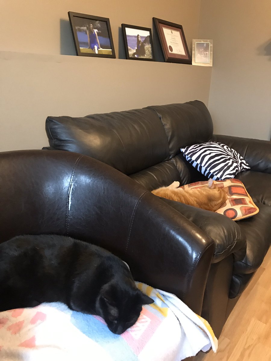 biologygirl's tweet image. My two “coworkers” keeping me company. They aren’t very productive though #petsofmun