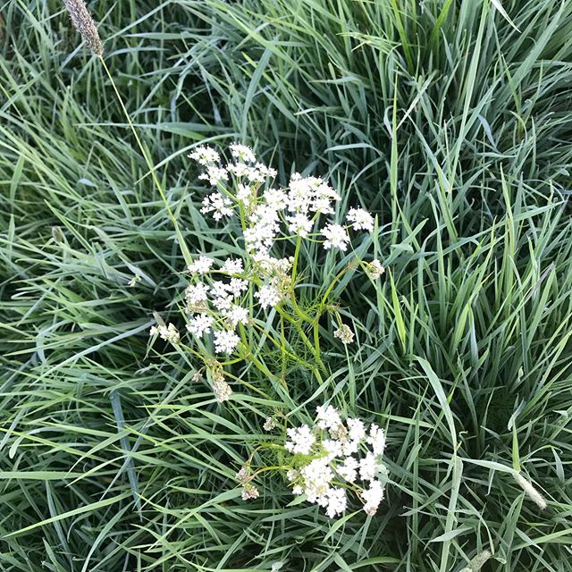JubileeField's tweet photo. Lots of pignut in Jubilee Field. Fascinating wildflower and a food source of the chimney sweeper moth. #pignut #chimneysweepermoth #wildflowers  #nature

📸 https://t.co/0ulLWVyhjy via https://t.co/S6oPXWuS1I https://t.co/01csozFXWC