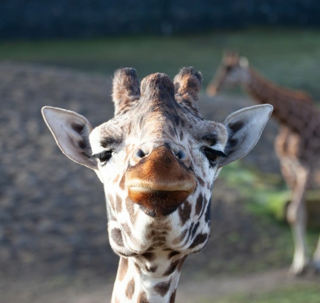 The Talbot Collection tweet media