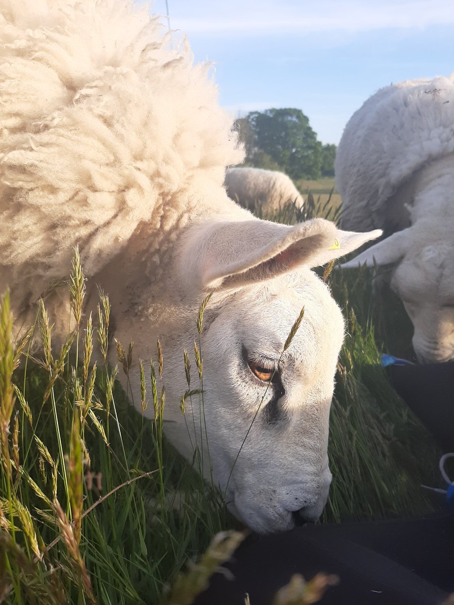 amanda williams tweet media