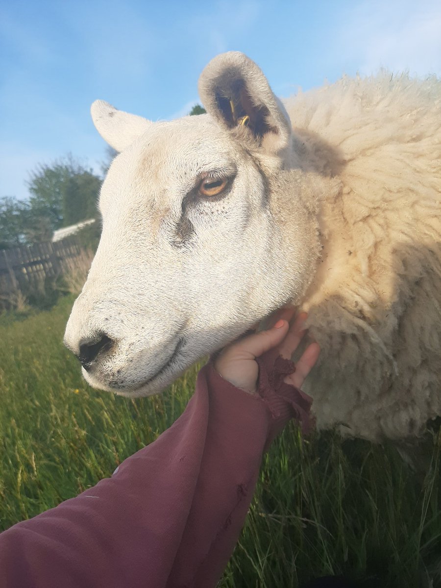 amanda williams tweet media