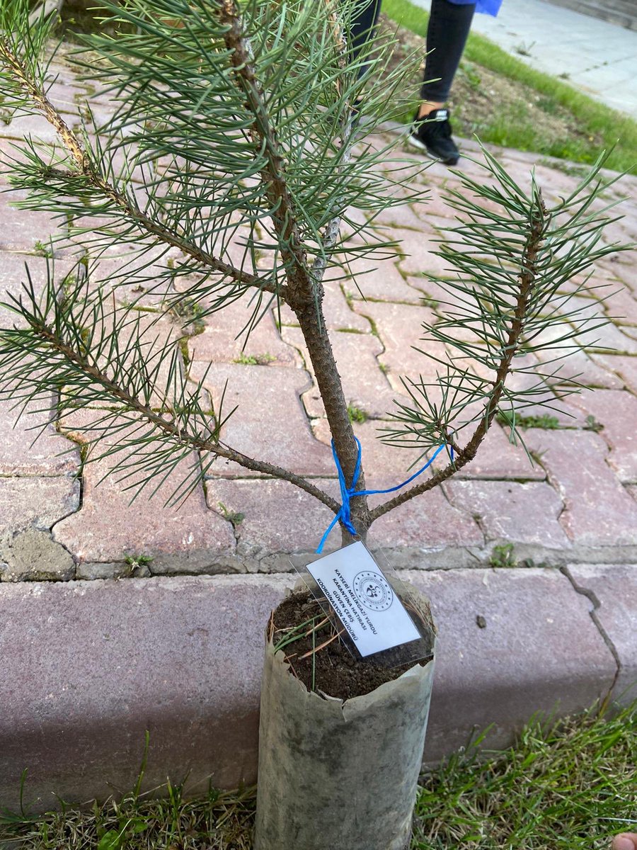 Murat ESKİCİ (@murateskici38) on Twitter photo Karantina günlerinin hatırası fidanlarımızı toprakla buluşturduk.🌲Her Misafirimize bir fidan <a href="/kasapoglu/">Dr. Mehmet Kasapoğlu</a> <a href="/sinanaksu/">Sinan Aksu</a> <a href="/recepalier/">Recep Ali ER</a> <a href="/aliozdemirgsb/">Ali ÖZDEMİR 🇹🇷</a> Karantina günlerinin hatırası fidanlarımızı toprakla buluşturduk.🌲Her Misafirimize bir fidan <a href="/kasapoglu/">Dr. Mehmet Kasapoğlu</a> <a href="/sinanaksu/">Sinan Aksu</a> <a href="/recepalier/">Recep Ali ER</a> <a href="/aliozdemirgsb/">Ali ÖZDEMİR 🇹🇷</a>