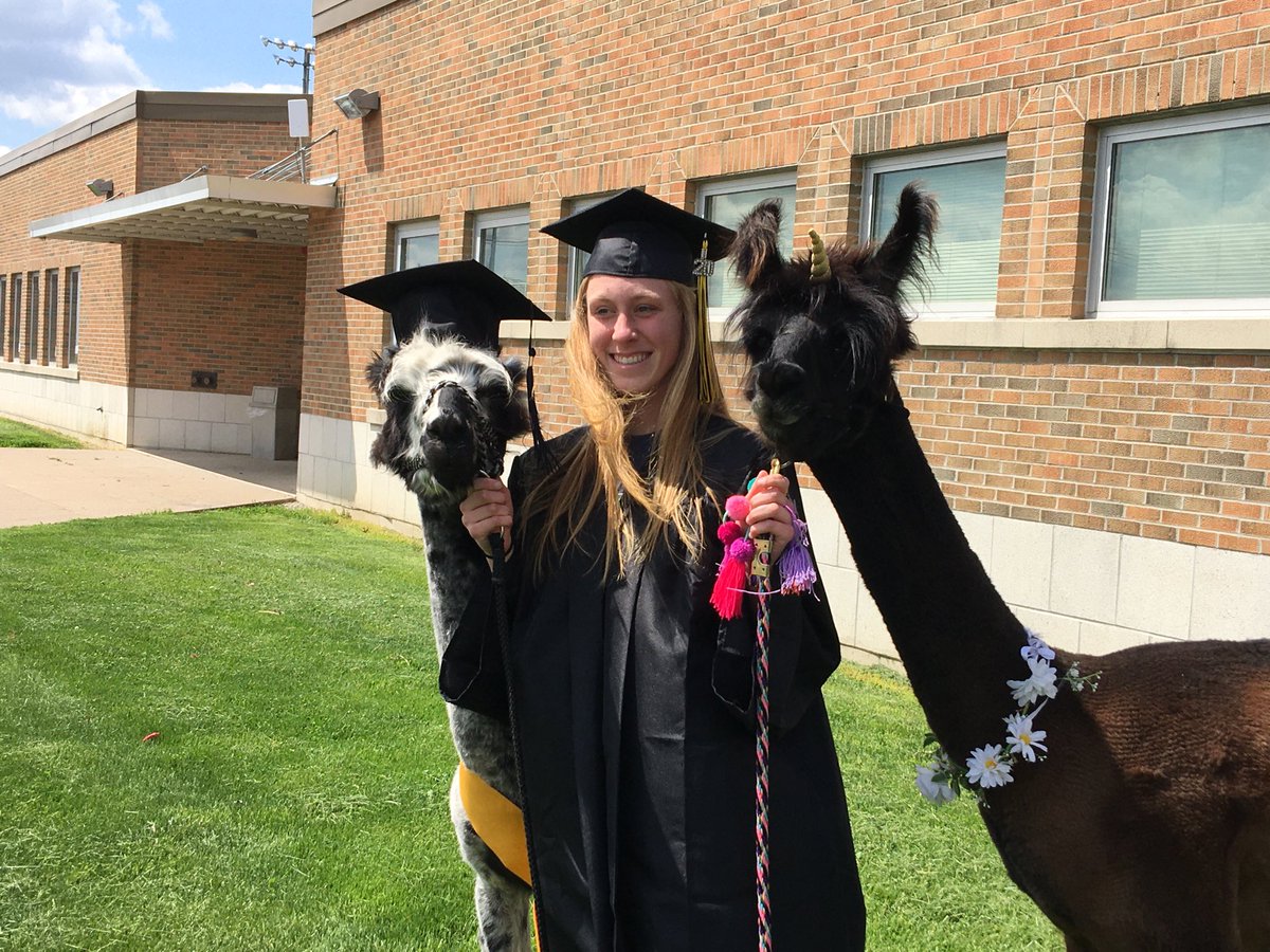 LTLions's tweet photo. Wow!! Great call by Mrs Soupiset to bring in Llama’s as a graduation photo op for her students!! Check it out tonight on the news!! #GoLoneTree #GreatThingsHappening https://t.co/FV6yAwE1t1