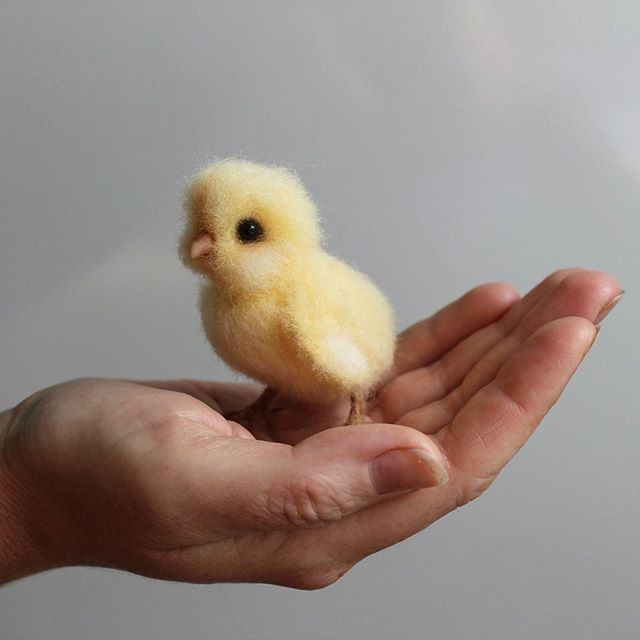🐥