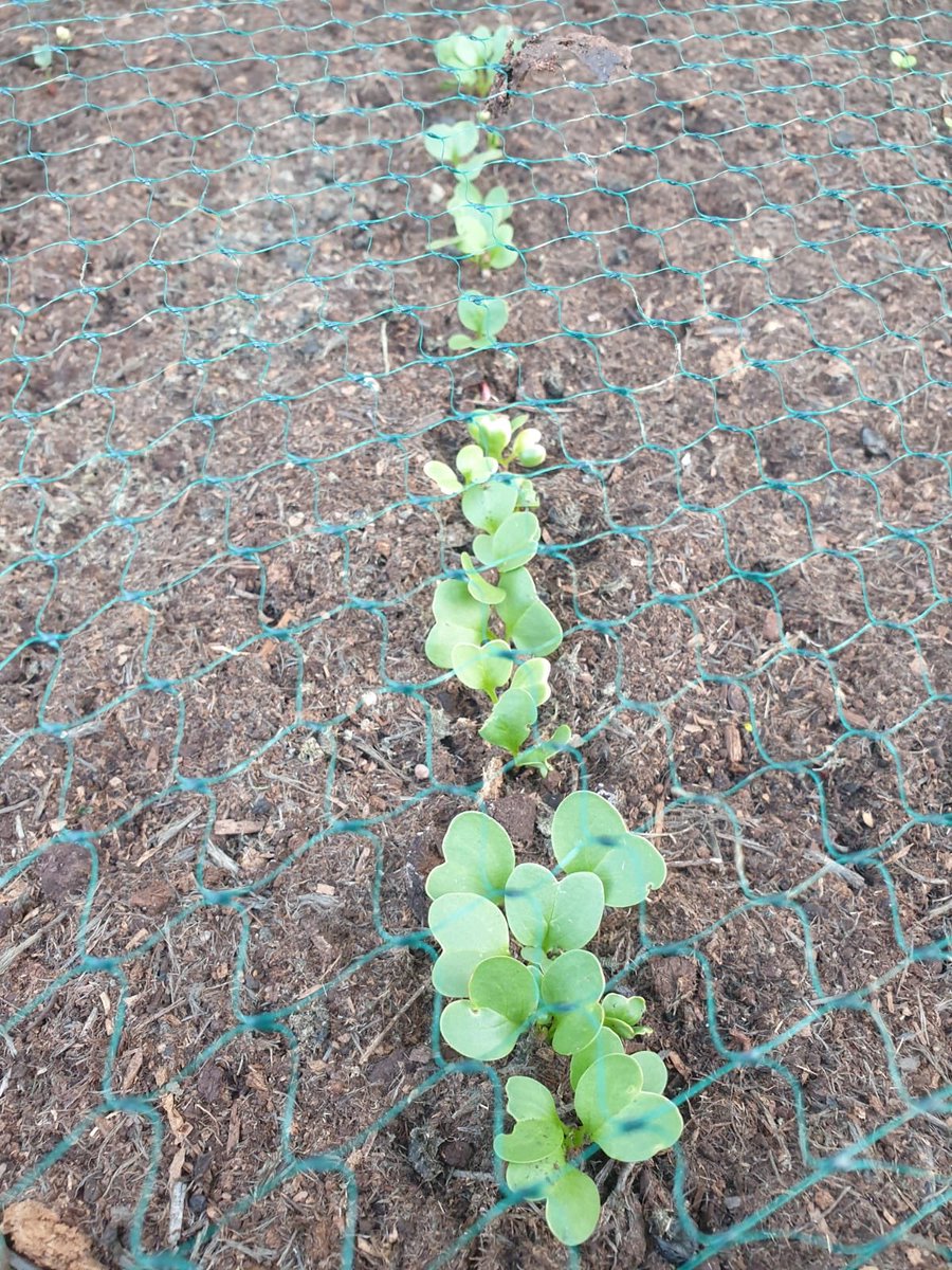 SAnna89a's tweet photo. @sandrajodah We made little experiment with J 🙂 we planted watercress on cotton pads and some beans in a jar and we will observe how the plants change everyday.
We also planted some 🥕and radish and that’s the results so far. https://t.co/pjb5pjQ7bC