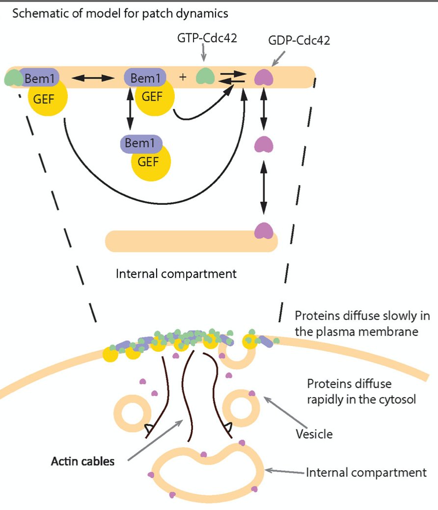 Cullen Lab (CullenLab_UB) / Twitter
