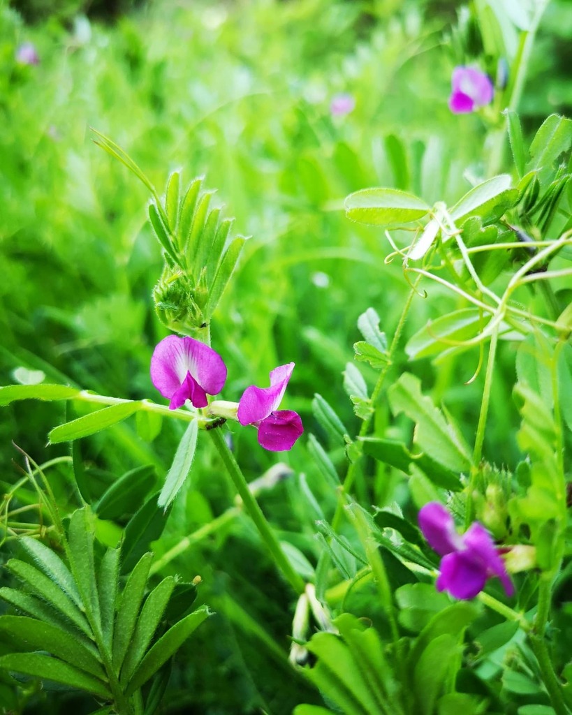 Another gorgeous flower that's finally allowed to flower since the council stopped chopping everything down during lockdown - Vicia Sativa | Common Vetch •
#lockdownflowers #lockdown #flowers #wildflower #viciasativa #commonvetch #vetch #stoptryingto… instagr.am/p/B_3FLolDUPV/